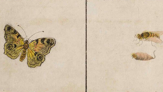 Studies of Nature. Courtesy of Pergamonmuseum
