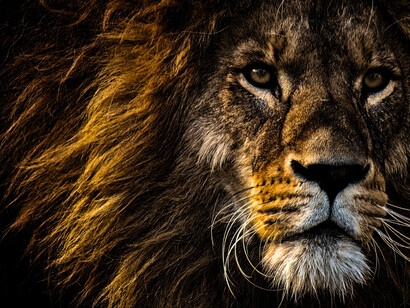 Un lion dans toute sa splendeur, regardant la caméra