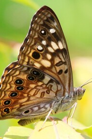 Quando sentiamo le farfalle nello stomaco, è il nostro cervello emotivo che parla attraverso il linguaggio del corpo