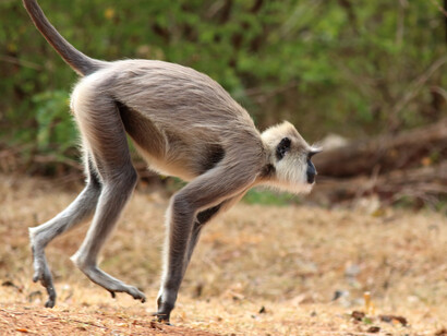 Hanuman Langur © Gehan de Silva Wijeyeratne