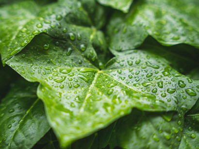 Gotas de lluvia sobre una planta