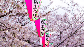 Pink Japanese lanterns adorn the vibrant cherry blossom trees in full bloom against the backdrop of Tokyo, Japan's picturesque landscape