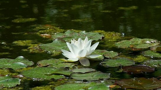 Nenuphar floating in one pond in Villa Lante