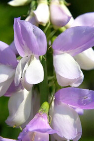 Galega officinalis (also known as Goat’s Rue and French Lilac) a perennial once used to treat symptoms of hyperglycemia with a similar bioactive compound found in Metformin which has less adverse side affects