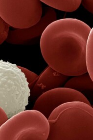 Human white and red blood cells