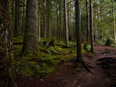 The 'wood-wide web' of communication