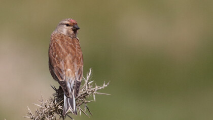 Linnet, Keyhaven Marshes, ph. Gehan de Silva Wijeyeratne