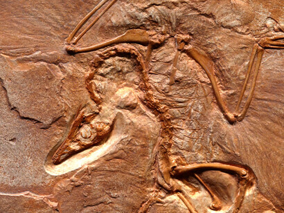 Fossile. La storia della vita sul pianeta ha visto innumerevoli specie viventi apparire e poi scomparire, anche prima che ad apparire fosse quella umana