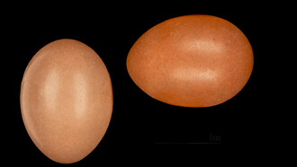 EE UU está combatiendo desde 2022 un brote de gripe aviar