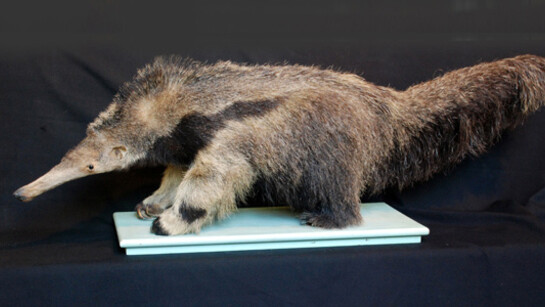 Zoología Vertebrados. Courtesy of Museo de La Plata