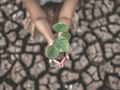 During the dry season, trees resiliently thrive in arid, cracked soil, a testament to their adaptability amid global warming challenges