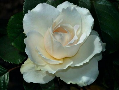 Parole di saggezza dimenticate