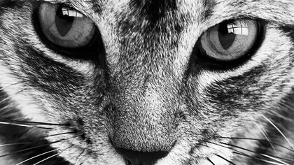 El gato. Testigo discreto de una muerte por desamor.