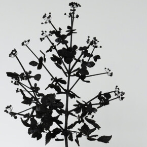 Michael Canning. Courtesy of Oliver Sears Gallery