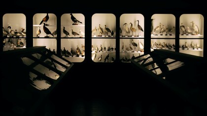 Sala naturalistica nel Museo Calderini, Palazzo dei Musei, Varallo, Italia. Luogo scelto come sfondo al video del brano "Moderata  Fonte" di Carlotta Sillano