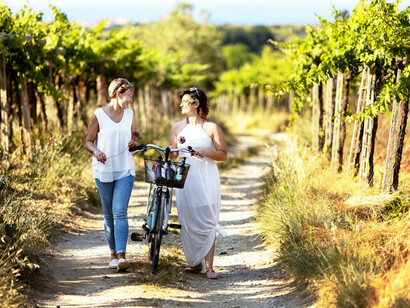 Feudo Antico, los viñedos