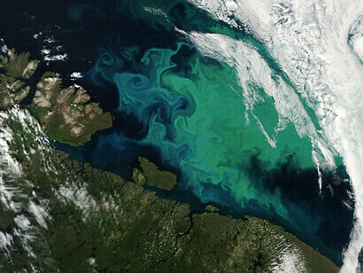 Floração de fitoplâncton no Mar de Barents (NASA)