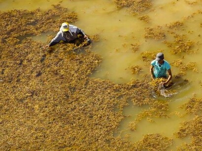 Luchando contra un mar de sargazos