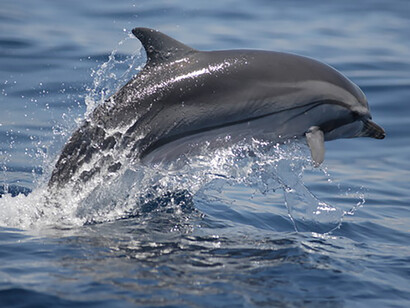 Striped Dolphin © Gehan de Silva Wijeyeratne