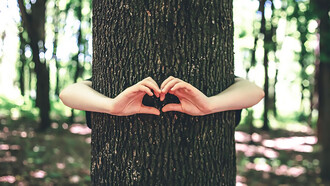 Expressing love for nature, women's hands tenderly embrace a tree in the forest, showcasing a heartfelt connection to the environment
