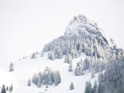 Candida neve