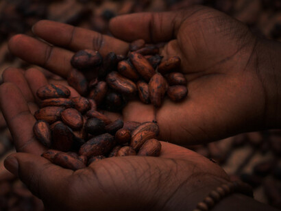 Cocoa beans are carefully dried by hand before being crushed, as seen here in India