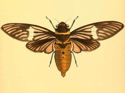 Tosena albata, ilustración incluida en "Ayuda a la identificación de insectos" (Volumen 2) de Maud Horman-Fisher