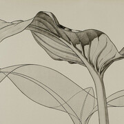 Form Follows Flower. Courtesy of Kunstgewerbemuseum