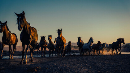 A herd of horses moving together across an open landscape, representing the long journeys through which cultures, people, and traditions take root