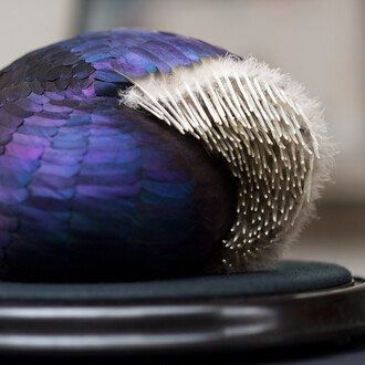 Kate Mccgwire, Shroud, 2013, Mixed media with mallard feathers in antique glass dome (detail) Photo JP Bland © Kate MccGwire