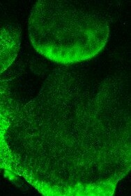 Bioluminiscencia en hongos Panellus stipticus