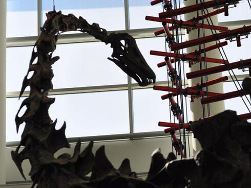 Dinosaurs & Fossils. Courtesy of Science Museum of Minnesota