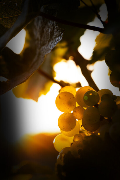 Vigneto. Ai margini di questa zona c’è da segnalare una ulteriore sottozona, con vertici ideali nelle città di Martina Franca, Locorotondo e Ceglie Messapica, la valle d’Itria, che si distingue per la produzione di bianchi di altissimo livello ottenuti da uve Verdeca, Fiano, Bianco di Alessano, che insieme danno vita ad una delle principali Doc pugliesi...