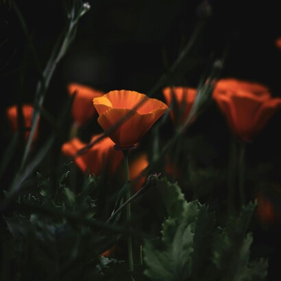 Le coincidenze significative funzionano come un ponte tra ciò che siamo e ciò che possiamo diventare, rendendo il nostro percorso più autentico