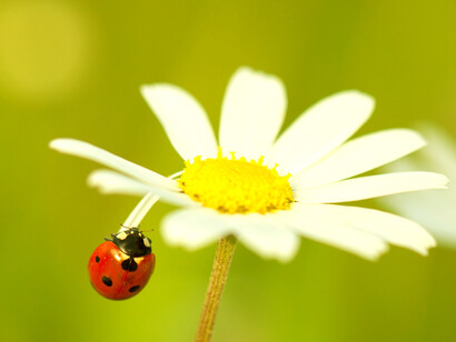 Una coccinella passeggia su una margherita