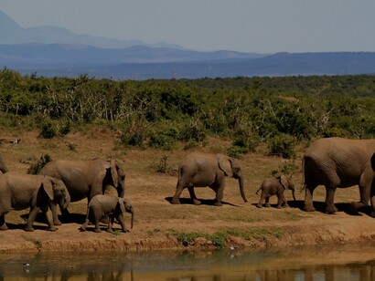 Manada de elefantes na beira do rio, no Parque Nacional de Merua, Kenya