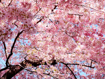 La «sakura» o cerezo en flor japonés es uno de los símbolos más conocidos de la cultura japonesa