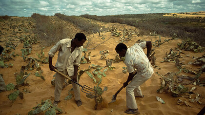 Combating Desertification in Africa