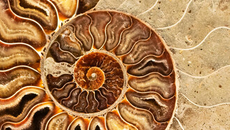 Pitágoras (570 a. C. - 490 a. C.) fue un filósofo y matemático griego que contribuyó al avance de la geometría y la aritmética 