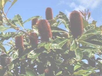 Banksia Robur, il fiore per uscire dalla palude