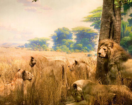 Akeley Hall of African Mammals. Courtesy of American Museum of Natural History