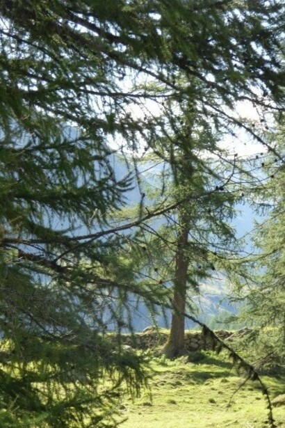 Val di Rhemes, Parco del Gran Paradiso