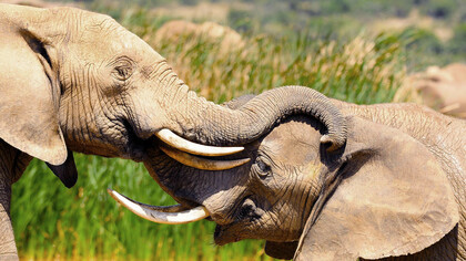 Salvare gli elefanti vuol dire mantenere i loro ecosistemi