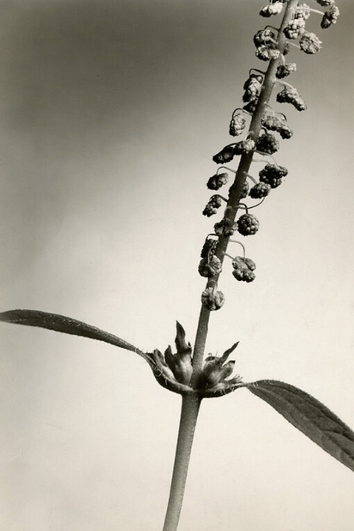 Photography as Art and Social History. Courtesy of Be-hold