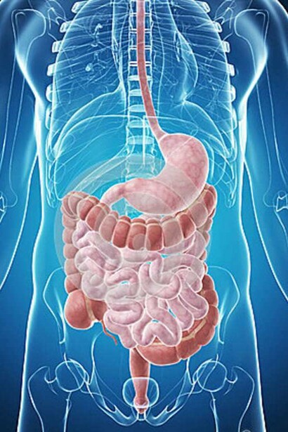 Sistema digestivo humano