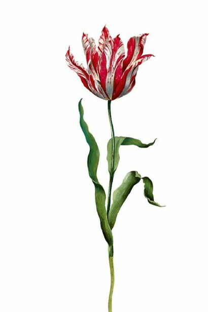 Pagina del Franciscus De Geest, florilegio Hortus Amoenissimus, 