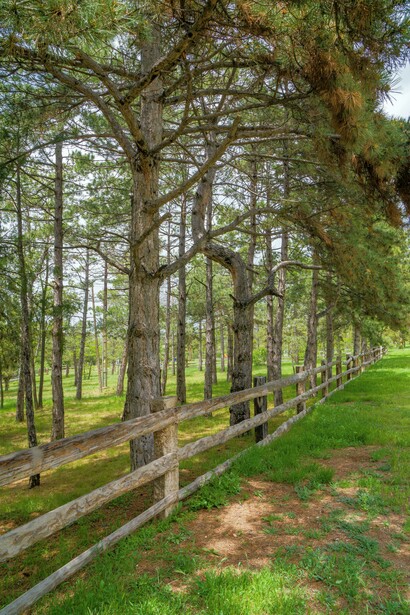 Árboles en un bello campo, cuidados por los humanos