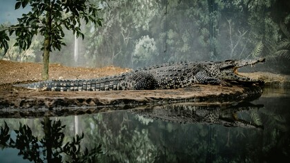 Il coccodrillo del Nilo (Crocodylus niloticus) è un rettile acquatico dell'ordine Crocodylia, diffuso in gran parte dell'Africa