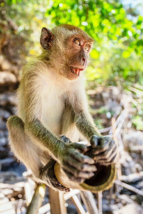 Per quanto concerne le scimmie alcuni organismi hanno permesso di censire nel territorio cambogiano circa 50.000 esemplari di scimmie (i Gibboni dal berretto e i Gibboni dalle guance dorate). Tuttavia, l’ultimo censimento si riferisce a più di dieci anni fa