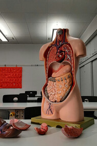 The organs keep our body alive, balanced, and functioning as one system